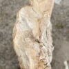 Grafsteen versteend hout 54187
