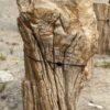 Grafsteen versteend hout 54187