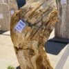 Grafsteen versteend hout 54191