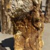 Grafsteen versteend hout 54191