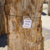 Grafsteen versteend hout 54192