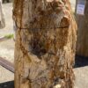 Grafsteen versteend hout 54192