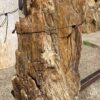 Grafsteen versteend hout 54192