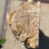 Grafsteen versteend hout 54202