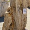 Grafsteen versteend hout 54203