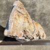 Grafsteen versteend hout 54206