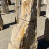 Grafsteen versteend hout 54206