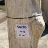 Grafsteen versteend hout 54286