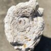 Grafsteen versteend hout 54286
