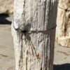 Grafsteen versteend hout 54286