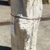 Grafsteen versteend hout 54286