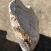 Grafsteen versteend hout 54288