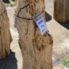 Grafsteen versteend hout 54290
