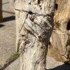 Grafsteen versteend hout 54290