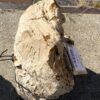 Grafsteen versteend hout 54290