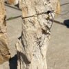 Grafsteen versteend hout 54290