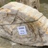 Grafsteen versteend hout 55002