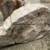 Grafsteen versteend hout 55002
