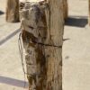 Grafsteen versteend hout 55006