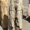 Grafsteen versteend hout 55009