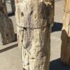 Grafsteen versteend hout 55009