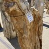 Grafsteen versteend hout 55010