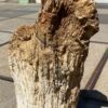 Grafsteen versteend hout 55010