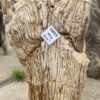 Grafsteen versteend hout 55013