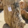 Grafsteen versteend hout 55016