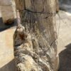 Grafsteen versteend hout 55016