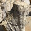 Grafsteen versteend hout 55016