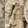 Grafsteen versteend hout 55016