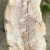 Grafsteen versteend hout 55025