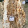 Grafsteen versteend hout 55031