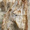 Grafsteen versteend hout 55031