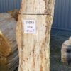 Grafsteen versteend hout 55040