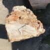 Grafsteen versteend hout 55040