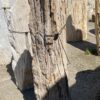 Grafsteen versteend hout 55040