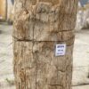 Grafsteen versteend hout 55041