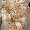 Grafsteen versteend hout 55041