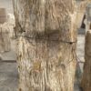 Grafsteen versteend hout 55041