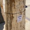 Grafsteen versteend hout 55044
