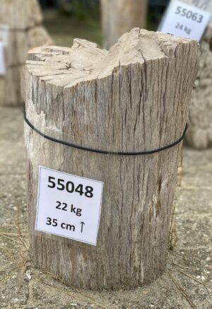 Grafsteen versteend hout 55048