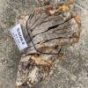 Grafsteen versteend hout 55062