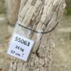 Grafsteen versteend hout 55063