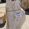 Grafsteen versteend hout 55064