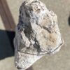 Grafsteen versteend hout 55064