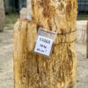 Grafsteen versteend hout 55065