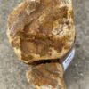 Grafsteen versteend hout 55065