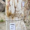 Grafsteen versteend hout 55066